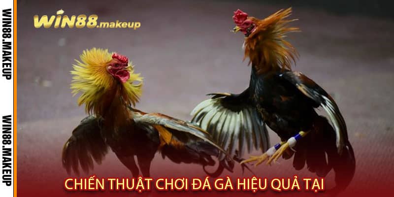 Chiến Thuật Chơi Đá Gà Hiệu Quả Tại Win88
